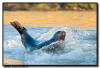 Harbor Seal, La Jolla CA