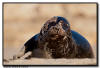 Harbor Seal, La Jolla CA