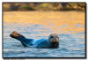 Harbor Seal, La Jolla CA