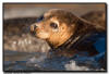 Harbor Seal, La Jolla CA