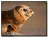 Harbor Seal, La Jolla CA