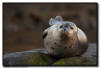 Harbor Seal, La Jolla CA