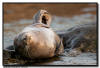 Harbor Seal, La Jolla CA