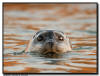 Harbor Seal, La Jolla CA