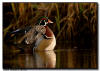 Wood Duck Wing Flap, Minnesota