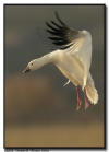 Snow Goose Vertical Landing Image