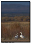 Snow Goose Couple