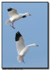 Snow Goose Pair Landing