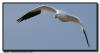 Snow Goose Flight Shot