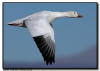 Snow Goose Flight Shot