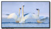 Trumpeter Swans, MN