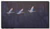 Trumpeter Swans in Flight, MN