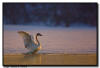 Trumpeter Swan Wing Flap, MN