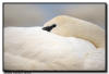 Trumpeter Swan Close Up, Hudson, WI