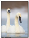 Trumpeter Swan Pair, Hudson WI