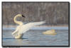 Trumpeter Swan Pair, Hudson, WI