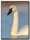 Trumpeter Swan, Hudson, WI