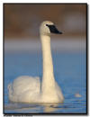 Trumpter Swan, Hudson WI