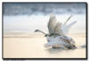 Trumpeter Swans, Hudson WI