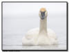 Trumpeter Swan, Hudson WI