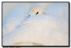 Trumpeter Swan Resting, Hudson WI