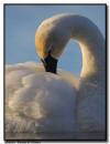 Trumpeter Swan Preening, Hudson, WI