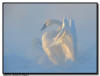 Trumpeter Swan Wing Flap, Hudson, WI
