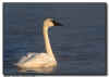 Trumpeter Swan