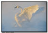 Trumpeter Swan Wing Flap, Hudson, WI
