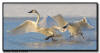 Trumpeter Swan Squabble, Hudson WI