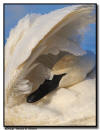 Trumpeter Swan Preening, Hudson WI