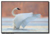 Trumpeter Swan Predawn Wing Flap, Hudson WI