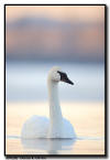 Trumpter Swan, Hudson WI