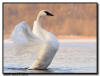 Trumpeter Swan Wing Flap, Hudson WI