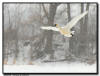 Trumpter Swan in Flight during Snowstorm, Hudson WI