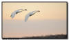 Trumpeter Swans, Hudson WI