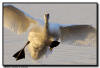 Trumpter Swan Landing, Hudson, WI