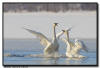 Trumpeter Swans, Hudson WI