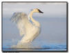 Trumpter Swan Wing Flap, Hudson WI