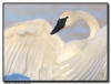 Trumpeter Swan, Hudson, WI