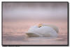 Trumpeter Swan, Hudson WI
