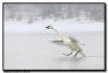 Trumpter Swan in Flight 