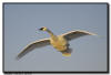Trumpeter Swan Flight