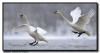 Trumpter Swan Pair in Flight 