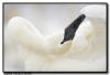 Trumpeter Swan Preening