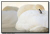 Trumpeter Swans Resting