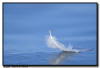 Trumpter Swan Feather 