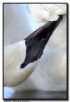 Trumpeter Swan Preening