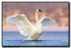 Trumpeter Swan Wing Flap at Sunrise, MN