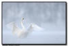 Trumpeter Swan Wing Flap